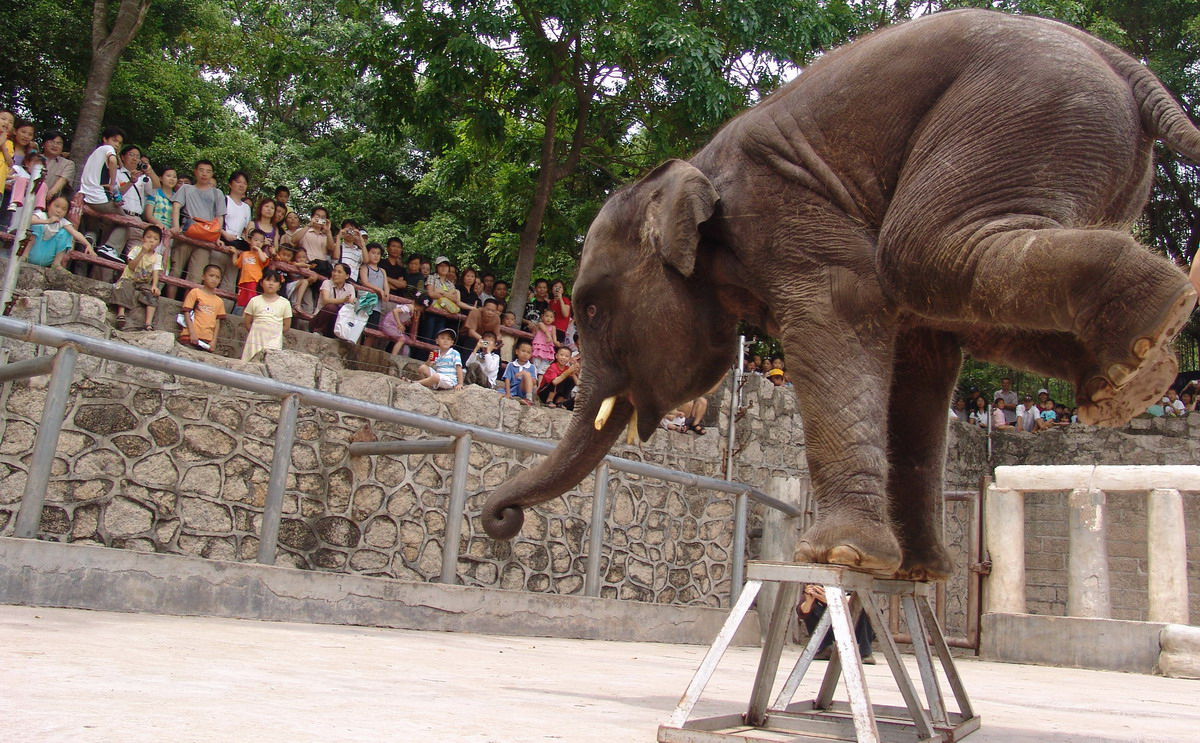 Сафари парк в Шэньчжэне ShenZhen Safari Park — Шэньчжэнь Китай город  достопримечательности парки